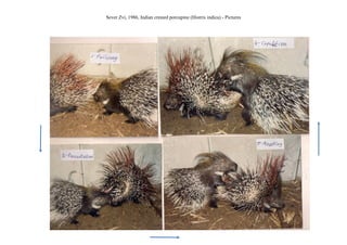 Sever Zvi, 1986, Indian crested porcupine (Histrix indica) - Pictures
1
 