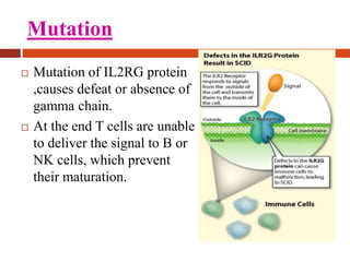 Mutation
 Mutation of IL2RG protein
,causes defeat or absence of
gamma chain.
 At the end T cells are unable
to deliver the signal to B or
NK cells, which prevent
their maturation.
 