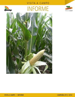 Agrotestigo-Maiz DEKALB-Campaña 1314-Informe Floración-SEVERINI JORGE HUMBERTO-Nº 109
