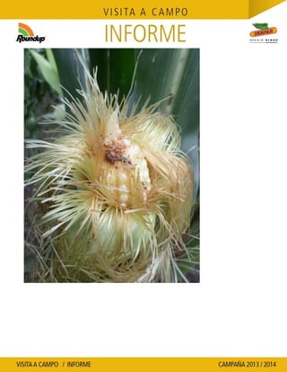 Agrotestigo-Maiz DEKALB-Campaña 1314-Informe Floración-SEVERINI JORGE HUMBERTO-Nº 109