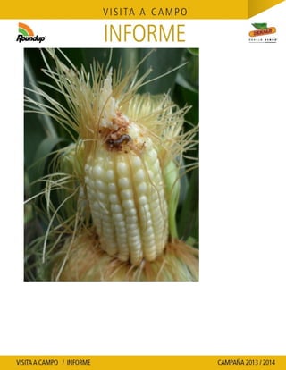 Agrotestigo-Maiz DEKALB-Campaña 1314-Informe Floración-SEVERINI JORGE HUMBERTO-Nº 109