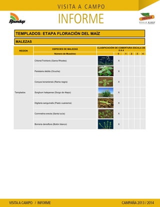 Agrotestigo-Maiz DEKALB-Campaña 1314-Informe Floración-SEVERINI JORGE HUMBERTO-Nº 109