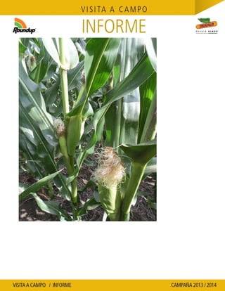 Agrotestigo-Maiz DEKALB-Campaña 1314-Informe Floración-SEVERINI JORGE HUMBERTO-Nº 109
