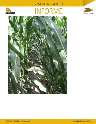 Agrotestigo-Maiz DEKALB-Campaña 1314-Informe Floración-SEVERINI JORGE HUMBERTO-Nº 109