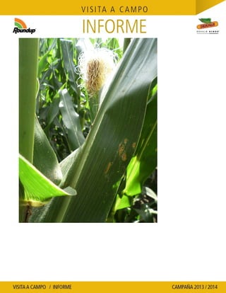 Agrotestigo-Maiz DEKALB-Campaña 1314-Informe Floración-SEVERINI JORGE HUMBERTO-Nº 109