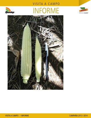 Agrotestigo-Maiz DEKALB-Campaña 1314-Informe Floración-SEVERINI JORGE HUMBERTO-Nº 109