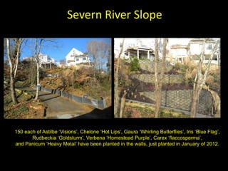 Severn River Slope




150 each of Astilbe ‘Visions’, Chelone ‘Hot Lips’, Gaura ‘Whirling Butterflies’, Iris ‘Blue Flag’,
       Rudbeckia ‘Goldsturm’, Verbena ‘Homestead Purple’, Carex ‘flaccosperma’,
and Panicum ‘Heavy Metal’ have been planted in the walls, just planted in January of 2012.
 