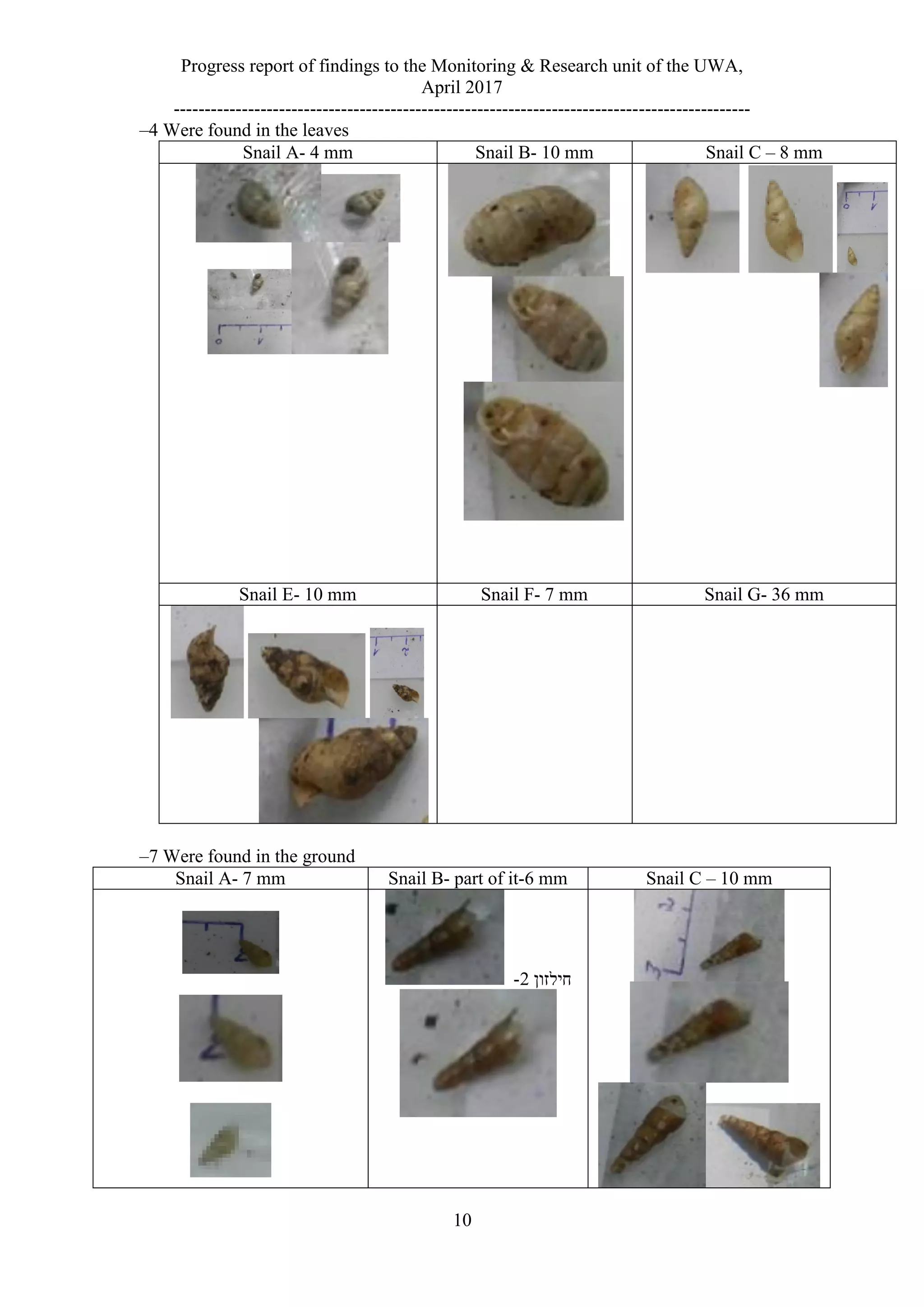 Progress report of findings to the Monitoring & Research unit of the UWA,
April 2017
---------------------------------------------------------------------------------------------
10
–4 Were found in the leaves
Snail C – 8 mmSnail B- 10 mmSnail A- 4 mm
Snail G- 36 mmSnail F- 7 mmSnail E- 10 mm
–7 Were found in the ground
Snail C – 10 mmSnail B- part of it-6 mmSnail A- 7 mm
‫חילזון‬2-
 