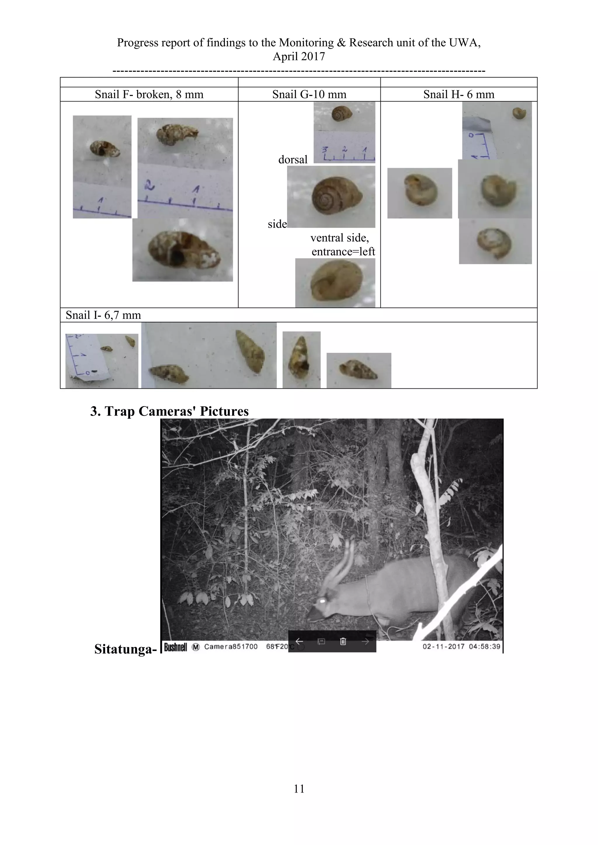Progress report of findings to the Monitoring & Research unit of the UWA,
April 2017
---------------------------------------------------------------------------------------------
11
Snail H- 6 mmSnail G-10 mmSnail F- broken, 8 mm
dorsal
side
ventral side,
entrance=left
Snail I- 6,7 mm
3. Trap Cameras' Pictures
Sitatunga-
 