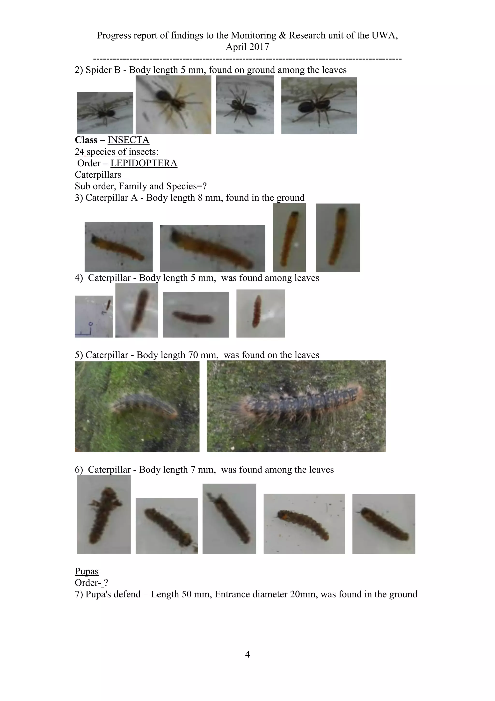 Progress report of findings to the Monitoring & Research unit of the UWA,
April 2017
---------------------------------------------------------------------------------------------
4
2) Spider B - Body length 5 mm, found on ground among the leaves
Class – INSECTA
24 species of insects:
Order – LEPIDOPTERA
Caterpillars
Sub order, Family and Species=?
3) Caterpillar A - Body length 8 mm, found in the ground
4) Caterpillar - Body length 5 mm, was found among leaves
5) Caterpillar - Body length 70 mm, was found on the leaves
6) Caterpillar - Body length 7 mm, was found among the leaves
Pupas
Order- ?
7) Pupa's defend – Length 50 mm, Entrance diameter 20mm, was found in the ground
 