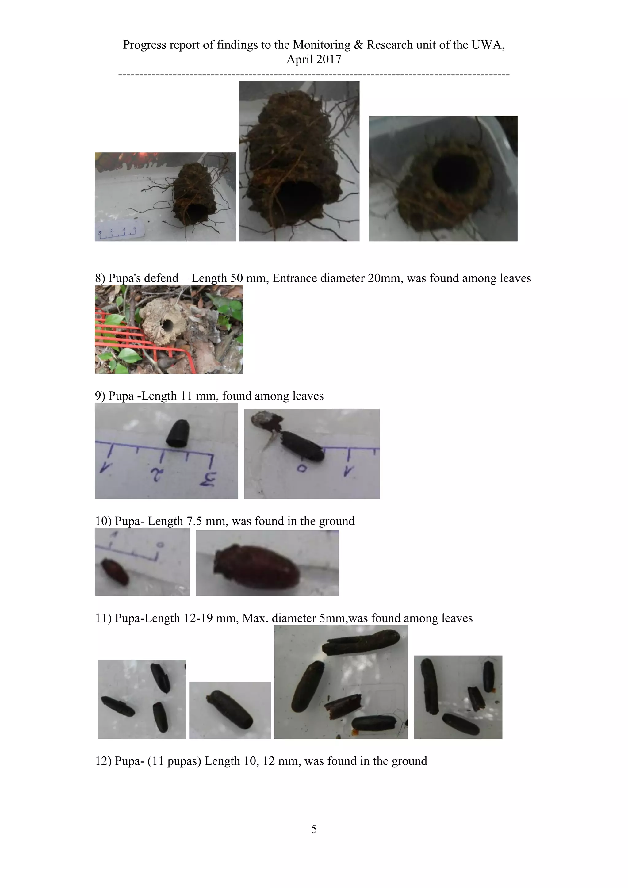 Progress report of findings to the Monitoring & Research unit of the UWA,
April 2017
---------------------------------------------------------------------------------------------
5
8) Pupa's defend – Length 50 mm, Entrance diameter 20mm, was found among leaves
9) Pupa -Length 11 mm, found among leaves
10) Pupa- Length 7.5 mm, was found in the ground
11) Pupa-Length 12-19 mm, Max. diameter 5mm,was found among leaves
12) Pupa- (11 pupas) Length 10, 12 mm, was found in the ground
 