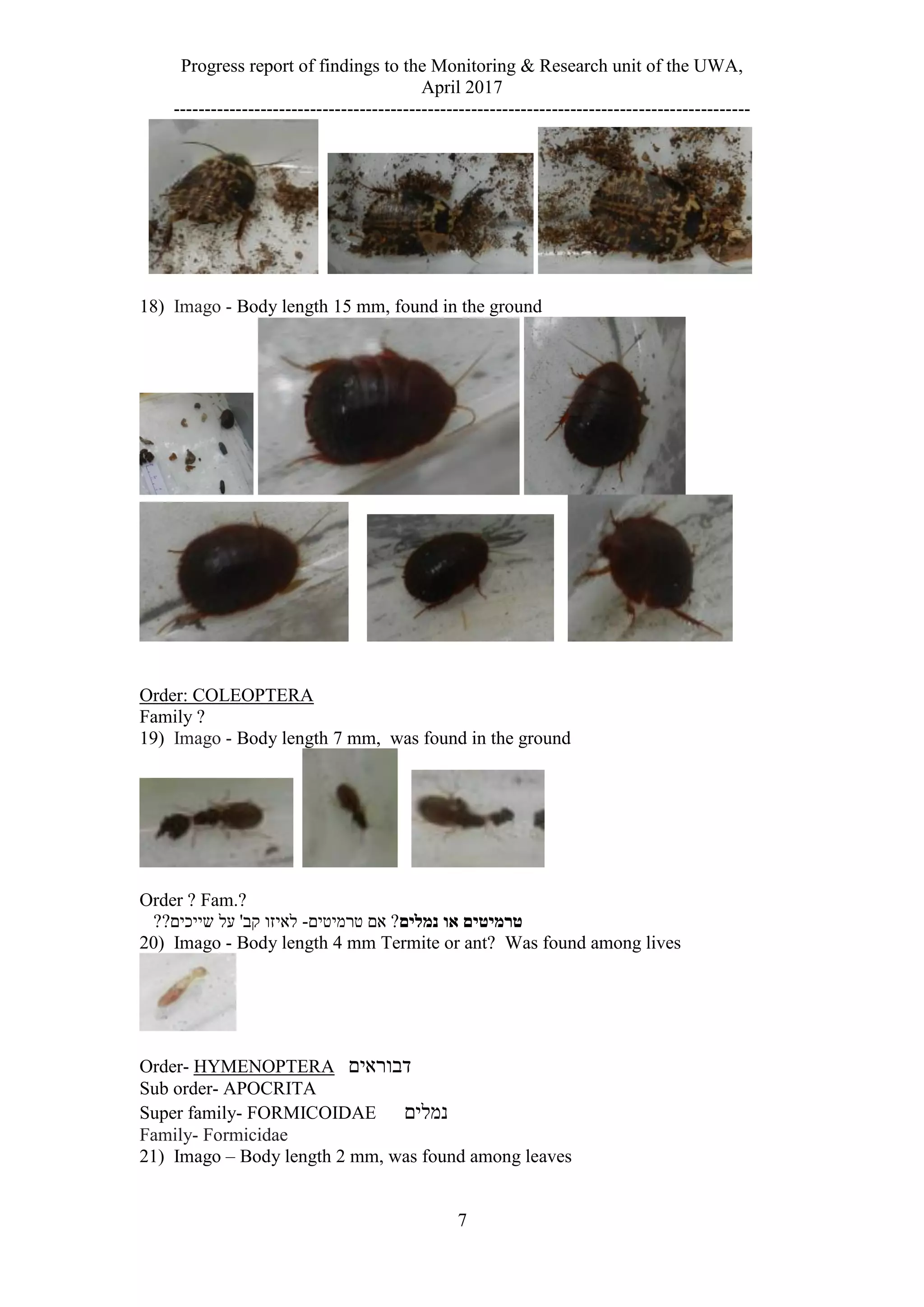 Progress report of findings to the Monitoring & Research unit of the UWA,
April 2017
---------------------------------------------------------------------------------------------
7
18) Imago - Body length 15 mm, found in the ground
Order: COLEOPTERA
Family ?
19) Imago - Body length 7 mm, was found in the ground
Order ? Fam.?
‫נמלים‬ ‫או‬ ‫טרמיטים‬‫טרמיטים‬ ‫אם‬ ?-??‫שייכים‬ ‫על‬ '‫קב‬ ‫לאיזו‬
20) Imago - Body length 4 mm Termite or ant? Was found among lives
Order- HYMENOPTERA ‫דבוראים‬
Sub order- APOCRITA
Super family- FORMICOIDAE ‫נמלים‬
Family- Formicidae
21) Imago – Body length 2 mm, was found among leaves
 