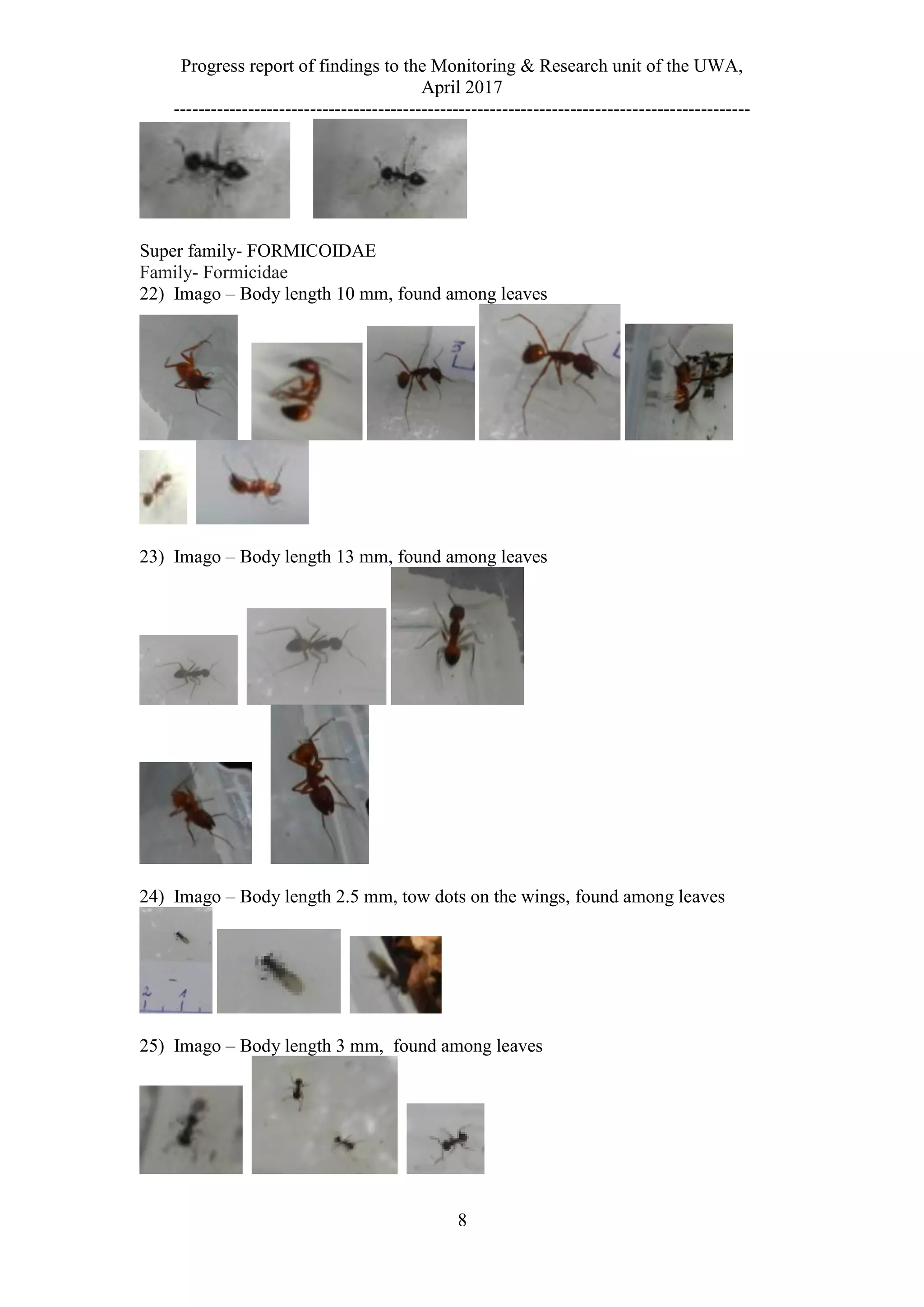 Progress report of findings to the Monitoring & Research unit of the UWA,
April 2017
---------------------------------------------------------------------------------------------
8
Super family- FORMICOIDAE
Family- Formicidae
22) Imago – Body length 10 mm, found among leaves
23) Imago – Body length 13 mm, found among leaves
24) Imago – Body length 2.5 mm, tow dots on the wings, found among leaves
25) Imago – Body length 3 mm, found among leaves
 