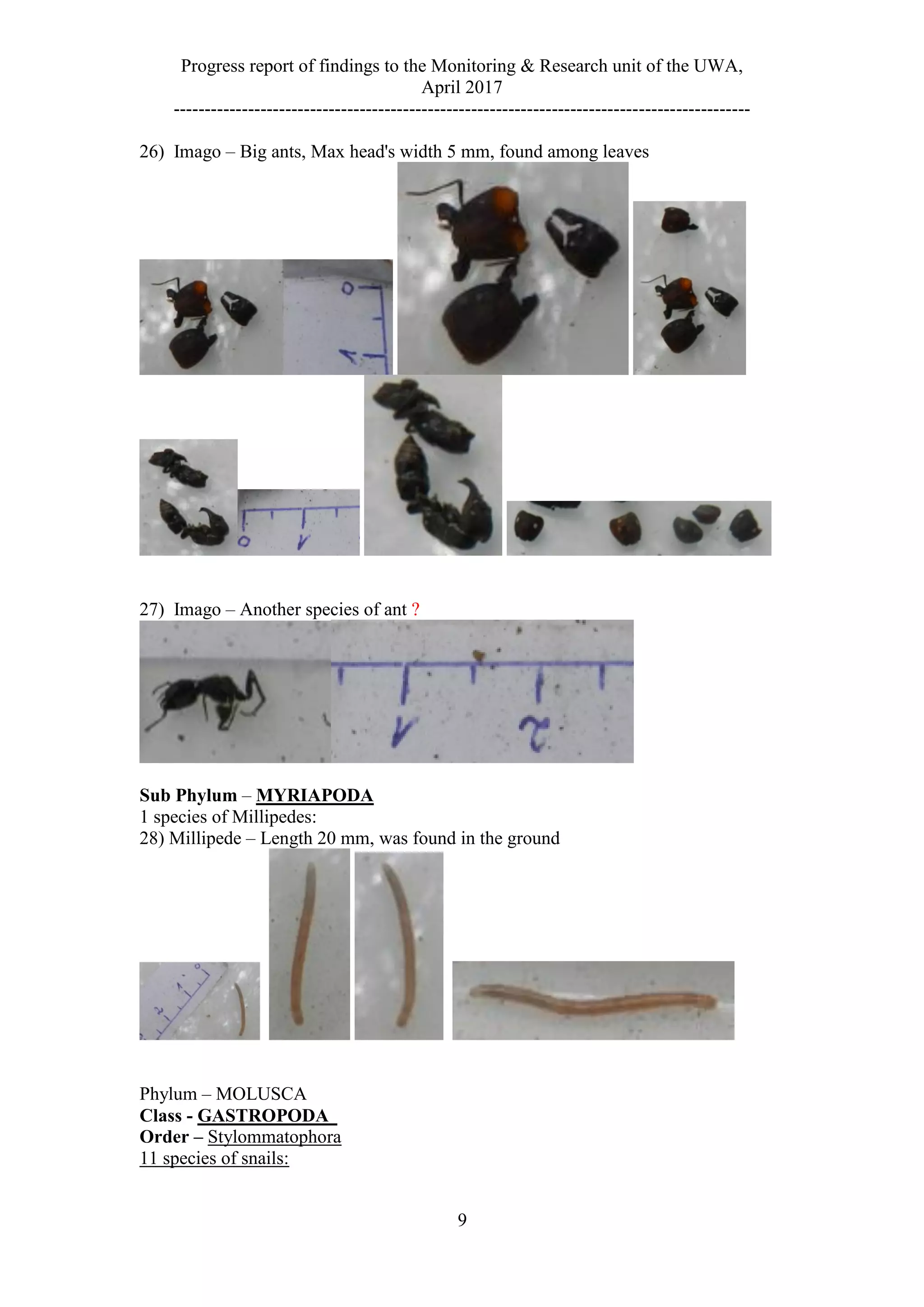 Progress report of findings to the Monitoring & Research unit of the UWA,
April 2017
---------------------------------------------------------------------------------------------
9
26) Imago – Big ants, Max head's width 5 mm, found among leaves
27) Imago – Another species of ant ?
Sub Phylum – MYRIAPODA
1 species of Millipedes:
28) Millipede – Length 20 mm, was found in the ground
Phylum – MOLUSCA
Class - GASTROPODA
Order – Stylommatophora
11 species of snails:
 