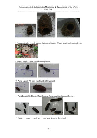 Progress report of findings to the Monitoring & Research unit of the UWA,
April 2017
---------------------------------------------------------------------------------------------
5
8) Pupa's defend – Length 50 mm, Entrance diameter 20mm, was found among leaves
9) Pupa -Length 11 mm, found among leaves
10) Pupa- Length 7.5 mm, was found in the ground
11) Pupa-Length 12-19 mm, Max. diameter 5mm,was found among leaves
12) Pupa- (11 pupas) Length 10, 12 mm, was found in the ground
 
