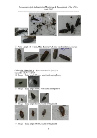 Progress report of findings to the Monitoring & Research unit of the UWA,
April 2017
---------------------------------------------------------------------------------------------
6
13) Pupa- Length 10, 11 mm, Max. diameter 4, 5 mm, was found among leaves
Order- DICTYOPTERA )‫מפותחים‬ ‫כנפיים‬ ‫(בעלי‬ ‫תיקנים‬
Sub order- BLATTODEA
14) Imago - Body length 10 mm, was found among leaves
15) Imago - Body length 3 mm, was found among leaves
16) Imago - Body length 10 mm, found in the ground
17) Imago - Body length 15 mm, found in the ground
 