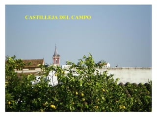 CASTILLEJA DEL CAMPO 