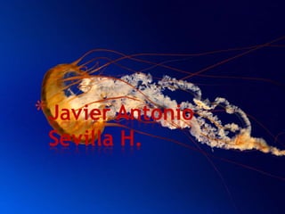 * Javier Antonio
 Sevilla H.
 