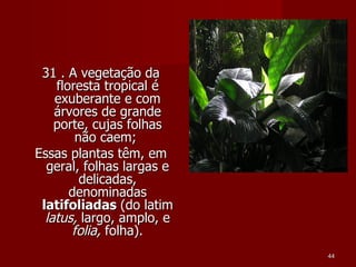 31 . A vegetação da floresta tropical é exuberante e com árvores de grande porte, cujas folhas não caem;  Essas plantas têm, em geral, folhas largas e delicadas, denominadas  latifoliadas  (do latim  latus,  largo, amplo, e  folia,  folha). 