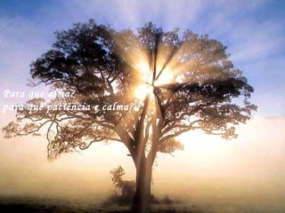 Para que alma?
para que paciência e calma?
 