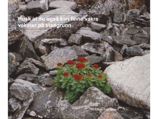 Husk at du også kan finne vakre
vekster på stengrunn
© Frode Fredriksen
 