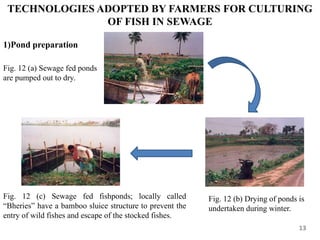 TECHNOLOGIES ADOPTED BY FARMERS FOR CULTURING
OF FISH IN SEWAGE
13
1)Pond preparation
Fig. 12 (a) Sewage fed ponds
are pumped out to dry.
Fig. 12 (b) Drying of ponds is
undertaken during winter.
Fig. 12 (c) Sewage fed fishponds; locally called
“Bheries” have a bamboo sluice structure to prevent the
entry of wild fishes and escape of the stocked fishes.
 
