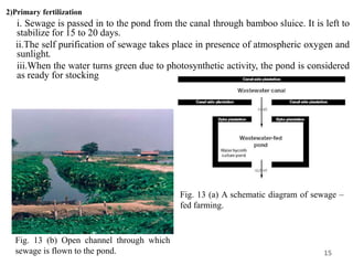 15
2)Primary fertilization
i. Sewage is passed in to the pond from the canal through bamboo sluice. It is left to
stabilize for 15 to 20 days.
ii.The self purification of sewage takes place in presence of atmospheric oxygen and
sunlight.
iii.When the water turns green due to photosynthetic activity, the pond is considered
as ready for stocking
Fig. 13 (b) Open channel through which
sewage is flown to the pond.
Fig. 13 (a) A schematic diagram of sewage –
fed farming.
 