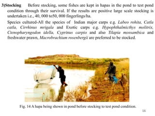 3)Stocking Before stocking, some fishes are kept in hapas in the pond to test pond
condition through their survival. If the results are positive large scale stocking is
undertaken i.e., 40, 000 to50, 000 fingerlings/ha.
Species cultured-All the species of Indian major carps e.g. Labeo rohita, Catla
catla, Cirrhinus mrigala and Exotic carps e.g. Hypophthalmicthys molitrix,
Ctenopharyngodon idella, Cyprinus carpio and also Tilapia mossambica and
freshwater prawn, Macrobrachium rosenbergii are preferred to be stocked.
16
Fig. 14 A hapa being shown in pond before stocking to test pond condition.
 