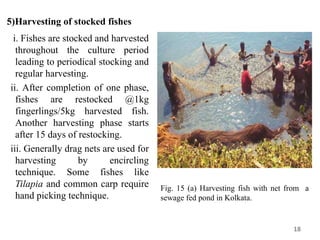 5)Harvesting of stocked fishes
i. Fishes are stocked and harvested
throughout the culture period
leading to periodical stocking and
regular harvesting.
ii. After completion of one phase,
fishes are restocked @1kg
fingerlings/5kg harvested fish.
Another harvesting phase starts
after 15 days of restocking.
iii. Generally drag nets are used for
harvesting by encircling
technique. Some fishes like
Tilapia and common carp require
hand picking technique.
18
Fig. 15 (a) Harvesting fish with net from a
sewage fed pond in Kolkata.
 