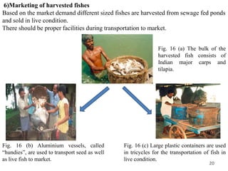 20
6)Marketing of harvested fishes
Based on the market demand different sized fishes are harvested from sewage fed ponds
and sold in live condition.
There should be proper facilities during transportation to market.
Fig. 16 (a) The bulk of the
harvested fish consists of
Indian major carps and
tilapia.
Fig. 16 (c) Large plastic containers are used
in tricycles for the transportation of fish in
live condition.
Fig. 16 (b) Aluminium vessels, called
“hundies”, are used to transport seed as well
as live fish to market.
 