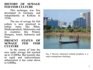 HISTORY OF SEWAGE
FED FISH CULTURE
This technique was first
developed in Germany and
independently in Kolkata in
1930s.
The use of sewage for fish
culture is now practiced in
Indian states like Bihar,
Madhyapradesh, Maharastra and
in countries like Poland,
Hungary, Israel, Indonesia and
Peru.
PRESENT STATUS OF
SEWAGE FED FISH
CULTURE
In the course of time the
area under sewage fed reached
up to 12,000ha. But recently due
to rapid and indiscriminate
urbanization it has come down
to 4,000ha.
7
Fig. 5 Heavily urbanized wetland periphery is a
major management challenge.
 