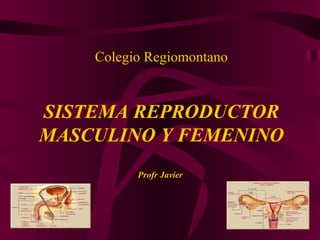 Colegio Regiomontano SISTEMA REPRODUCTOR MASCULINO Y FEMENINO Profr Javier  
