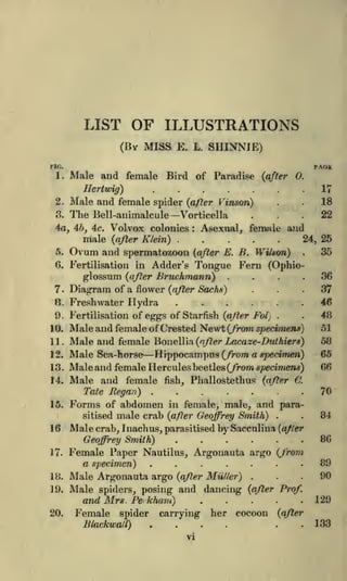 LIST OF ILLUSTRATIONS
(By MISS E.

L.

SHINNJE)
PAGE

FIG.

1.

Male and female Bird of Paradise

2.

Male and female spider

3.

The Bell-animalcule

(after

0.

17

Hertwig)

4a,
5.

4ft,

4c.

male (after Klein)
and spermatozoon

Ovum

.

8.

11.
12.

13.
14.

.

.

18
22

Asexual, female and
24, 25

(after E. B. Wilson)

.

....
...

Tongue Fern (OphioBruchmann)

Diagram of a flower
Freshwater Hydra

9. Fertilisation of

10.

:

in Adder's

glossum (after
7

Vorticella

Volvox colonies

6. Fertilisation

...

(after Vinson)

(after Sachs)

eggs of Starfish (after Fol

.

.

Male and female of Crested Newt (from specimens)
Male and female Bonellia (after Lacaze-Duthiers)
Male Sea-horse Hippocampus (from a specimen)
Male and female Hercules beetles (/row specimens)
Male and female fish, Phallostethus (after C.

35

36
37
46
48
51

58
65
66

.70

'

Tate Regan)
15. Forms of abdomen in female, male, and parasitised male crab (after Geoffrey Smith)
.

.

.

84

16

Male crab, Inachus, parasitised by Sacculina (after

17.

Female Paper Nautilus, Argonauta argo (from
89
a specimen)
90
Male Argonauta argo (after Muller)
Male spiders, posing and dancing (after Prof.
/
.129
and Mrs. Pekham)
Female spider carrying her cocoon (after

Geoffrey Smith)

18.
19.

.......
...
.

20.

Blackwall)

86

.

....

'

.

.

133

 