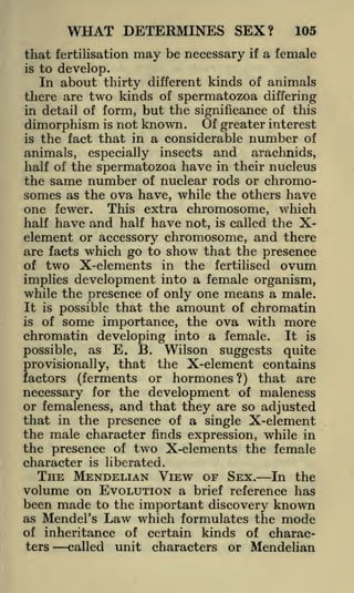 WHAT DETERMINES SEX?
that fertilisation

may

be necessary

if

105

a female

to develop.
In about thirty different kinds of animals
there are two kinds of spermatozoa differing
is

but the significance of this
dimorphism is not known. Of greater interest

in detail of form,

is the fact that in a considerable number of
animals, especially insects and arachnids,
half of the spermatozoa have in their nucleus
the same number of nuclear rods or chromosomes as the ova have, while the others have
one fewer. This extra chromosome, which
half have and half have not, is called the Xelement or accessory chromosome, and there
are facts which go to show that the presence
of two X-elements in the fertilised ovum
implies development into a female organism,
while the presence of only one means a male.
It is possible that the amount of chromatin
is of some importance, the ova with more
chromatin developing into a female. It is
possible, as E. B. Wilson suggests quite
provisionally, that the X-element contains
factors (ferments or hormones?) that are
necessary for the development of maleness
or femaleness, and that they are so adjusted
that in the presence of a single X-element
the male character finds expression, while in
the presence of two X-elements the female
character is liberated.
THE MENDELIAN VIEW OF SEX. In the
volume on EVOLUTION a brief reference has
been made to the important discovery known
as Mendel's Law which formulates the mode
of inheritance of certain kinds of characters
called unit characters or Mendelian

 