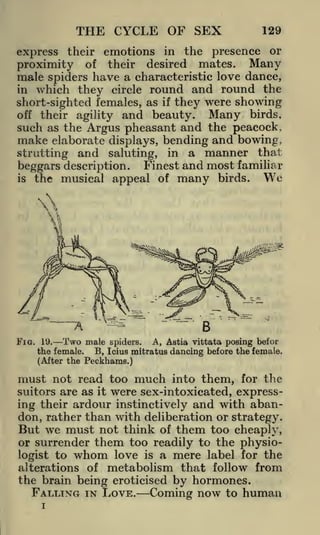THE CYCLE OF SEX

129

express their emotions in the presence or
proximity of their desired mates. Many
male spiders have a characteristic love dance,
in which they circle round and round the
short-sighted females, as

if

they were showing

their agility and beauty.
Many birds,
such as the Argus pheasant and the peacock,
off

make elaborate displays, bending and bowing,
strutting and saluting, in a manner that
beggars description. Finest and most familiar
is

the musical appeal of

FIG.

many

birds.

We

19.
Two male spiders. A, Astia vittata posing befor
the female. B, Icius mitratus dancing before the female.
(After the Peckhams.)

must not read too much into them, for the
suitors are as it were sex-intoxicated, expressing their ardour instinctively and with abandon, rather than with deliberation or strategy.
But we must not think of them too cheaply,
or surrender them too readily to the physiologist to whom love is a mere label for the
alterations of metabolism that follow from
the brain being eroticised by hormones.
FALLING IN LOVE. Coming now to human

 