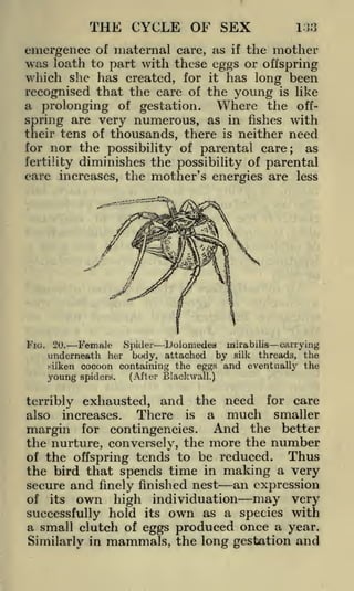 THE CYCLE OF SEX

133

emergence of maternal care, as if the mother
was loath to part with these eggs or offspring
which she has created, for it has long been
recognised that the care of the young is like
a prolonging of gestation. Where the offspring are very numerous, as in fishes with
their tens of thousands, there is neither need
for nor the possibility of parental care; as
fertility diminishes the possibility of parental
care increases, the mother's energies are less

FIG.

20.
Female Spider iJoiomedes xnira bills carrying
underneath her body, attached by silk threads, the
silken cocoon containing the eggs and eventually the
(Alter Black wall.)
young spiders.

terribly exhausted, and the need for care
There is a much smaller
also increases.
margin for contingencies. And the better

the nurture, conversely, the more the number
Thus
of the offspring tends to be reduced.
the bird that spends time in making a very
secure and finely finished nest an expression
of its own high individuation
may very
successfully hold its own as a species with
a small clutch of eggs produced once a year.
Similarly in mammals, the long gestation and

 