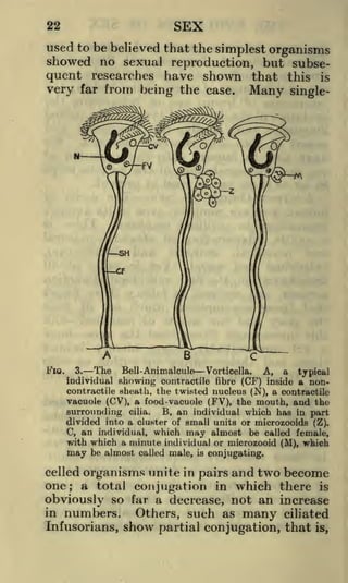 SEX

22

used to be believed that the simplest organisms
showed no sexual reproduction, but subsequent researches have shown that this is
very far from being the case. Many single-

Fio.

3.
The Bell -Animalcule Vorticella. A, a typical
individual showing contractile fibre (CF) inside a noncontractile sheath, the twisted nucleus (N), a contractile
vacuole (CV), a food-vacuole (FV), the mouth, and the
surrounding cilia. B, an individual which has in part
divided into a cluster of small units or microzooids (Z).
C, an individual, which may almost be called female,
with which a minute individual or microzooid (M), which

may

be almost called male,

is

conjugating.

celled organisms unite in pairs and two become
one; a total conjugation in which there is
obviously so far a decrease, not an increase
in numbers.
Others, such as many ciliated
Infusorians, show partial conjugation, that is,

 