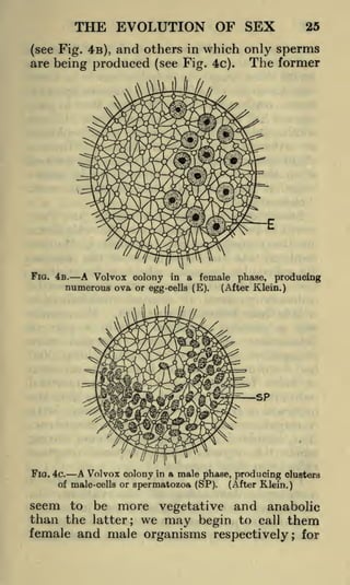 THE EVOLUTION OF SEX

25

(see Fig. 4s), and others in which only sperms
are being produced (see Fig. 4c). The former

A Volvox colony in a female phase, producing
numerous ova or egg-cells (E). (After Klein.)

FIG. 4s.

FIG. 4c.

A Volvox

colony in a male phase, producing clusters

of male-cells or

spermatozoa (SP).

(After Klein.)

seem to be more vegetative and anabolic
than the latter we may begin to call them
female and male organisms respectively; for
;

 