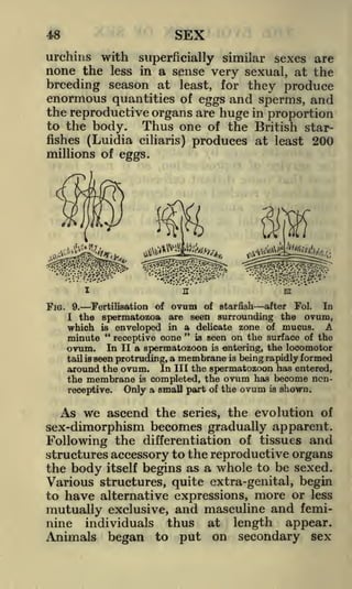 SEX

48

urchins with superficially similar sexes are
none the less in a sense very sexual, at the
breeding season at least, for they produce

enormous quantities of eggs and sperms, and
the reproductive organs are huge in proportion
to the body. Thus one of the British starfishes (Luidia ciliaris) produces at least 200
millions of eggs.

FIG.

after Fol.
In
Fertilisation of ovum of starfish
the spermatozoa are seen surrounding the ovum,
which is enveloped in a delicate zone of mucus. A
"
"
is seen on the surface of the
minute
receptive cone
ovum. In II a spermatozoon is entering, the locomotor
tail is seen protruding, a membrane is being rapidly formed
around the ovum. In III the spermatozoon has entered,
the membrane is completed, the ovum has become ncnreceptive.
Only a small part of the ovum is shown.
9.

I

As we ascend the series, the evolution of
sex-dimorphism becomes gradually apparent.
Following the differentiation of tissues and
structures accessory to the reproductive organs
the body itself begins as a whole to be sexed.
Various structures, quite extra-genital, begin
to have alternative expressions, more or less
mutually exclusive, and masculine and feminine individuals thus at length appear.
Animals began to put on secondary sex

 