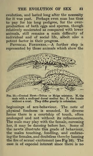 THE EVOLUTION OF SEX

51

and lasted long after the necessity
was past. Perhaps even man has thus
to pay for his long pedigree, for the overproduction of both eggs and sperms, though
relatively moderated as compared with lower
animals, still remains a main difficulty of
individual and of social life, albeit also a
evolution,
for it

potent factor in their progress.

PHYSICAL FONDNESS. A further step is
represented by those animals which show the

Crested Newt Triton or Molge cristatus. M, the
male with a scolloped dorsal median fin F, the female

Fio. 10.

;

without a

crest.

They

differ greatly in coloration.

beginnings of sex-behaviour. The note of
physical fondness is sounded. In diverse
forms there is a courtship of touch, often
prolonged and not without its refinements.
The male may play with the female, caressing
Some of
her, it may be dancing before her.
the newts illustrate this grade of behaviour,
the males touching, fondling, and embracing the females, and doubtless thereby fanning
the fire of sexual excitement (see Fig 10). The
case is of especial interest since there is no

 