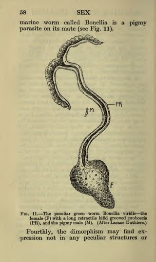 SEX

58

marine

worm

parasite on

Fio.

its

called

mate

Bonellia

is

a

pigmy

(see Fig. 11).

The peculiar green worm Bonellia viridis the
11.
female (F) with a long retractile bifid grooved proboscis
(PR), and the pigmy male (M). (After Lacaze-Duthiers.)

Fourthly, the dimorphism
pression not in

may

find

ex-

any peculiar structures or

 