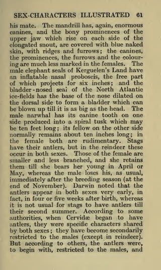 SEX-CHARACTERS ILLUSTRATED

61

The mandrill has, again, enormous
and the bony prominences of the
upper jaw which rise on each side of the
elongated snout, are covered with blue naked
the canines,
skin, with ridges and furrows
the prominences, the furrows and the colouring are much less marked in the females. The
male elephant seals of Kerguelen's Land have
his

mate.

canines,

;

an inflatable nasal proboscis, the free part
of which projects for six inches; and the
bladder - nosed seal of the North Atlantic
ice-fields has the base of the nose dilated on
the dorsal side to form a bladder which can
be blown up till it is as big as the head. The
male narwhal has its canine tooth on one
side produced into a spiral tusk which may
be ten feet long its fellow on the other side
normally remains about ten inches long; in
the female both are rudimentary. Stags
have their antlers, but in the reindeer these
occur in both sexes. Those of the female are
smaller and less branched, and she retains
;

them

till

she bears her young in April or

May, whereas the male loses his, as usual,
immediately after the breeding season (at the
end of November). Darwin noted that the
antlers appear in both sexes very early, in
fact, in four or five weeks after birth, whereas
it is not usual for stags to have antlers till
their second summer.
According to some
authorities, when Cervidae began to have
antlers, they were specific characters shared
by both sexes they have become secondarily
restricted to the males (except in reindeer).
;

But according

to others, the antlers were,
to begin with, restricted to the males, and

 