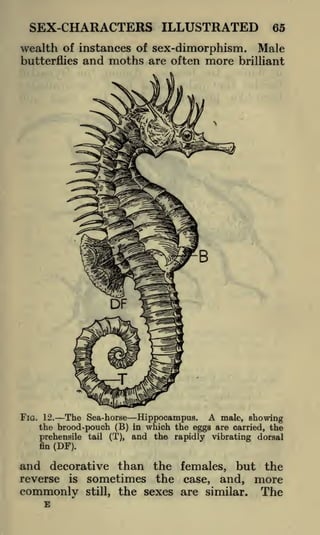 SEX-CHARACTERS ILLUSTRATED
wealth of instances of sex-dimorphism.
butterflies

and moths are often more

65

Male

brilliant

The Sea-horse Hippocampus. A male, showing
the brood-pouch (B) in which the eggs are carried, the
prehensile tail (T), and the rapidly vibrating dorsal
fin (DF).

FIG. 12.

and decorative than the females, but the
reverse is sometimes the case, and, more
commonly still, the sexes are similar. The
E

 