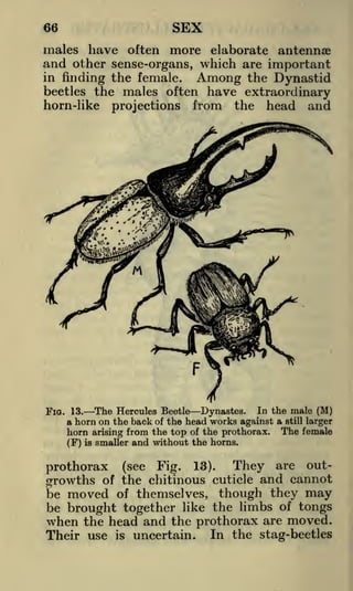 66

SEX

males have often more elaborate antennae
and other sense-organs, which are important
in finding the female.
Among the Dynastid
beetles the males often have extraordinary

horn-like

projections

from

the

head

and

In the male (M)
Fia. 13. The Hercules Beetle Dynastes.
a horn on the back of the head works against a still larger
horn arising from the top of the prothorax. The female
(F) is smaller and without the horns.

They are outprothorax (see Fig. 13).
of the chitinous cuticle and cannot
growths
be moved of themselves, though they may
be brought together like the limbs of tongs
when the head and the prothorax are moved.
Their use is uncertain. In the stag-beetles

 