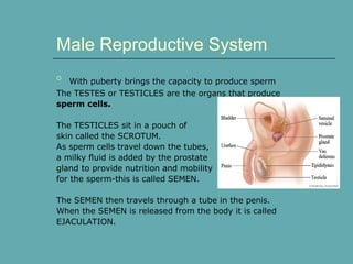 Male Reproductive System

With puberty brings the capacity to produce sperm
The TESTES or TESTICLES are the organs that produce
sperm cells.
The TESTICLES sit in a pouch of
skin called the SCROTUM.
As sperm cells travel down the tubes,
a milky fluid is added by the prostate
gland to provide nutrition and mobility
for the sperm-this is called SEMEN.
The SEMEN then travels through a tube in the penis.
When the SEMEN is released from the body it is called
EJACULATION.
 