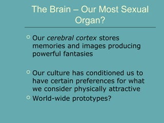 The Brain – Our Most Sexual
Organ?
 Our cerebral cortex stores
memories and images producing
powerful fantasies
 Our culture has conditioned us to
have certain preferences for what
we consider physically attractive
 World-wide prototypes?
 