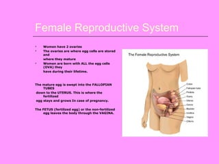 Female Reproductive System
 Women have 2 ovaries
 The ovaries are where egg cells are stored
and
where they mature
 Women are born with ALL the egg cells
(OVA) they
have during their lifetime.
The mature egg is swept into the FALLOPIAN
TUBES
down to the UTERUS. This is where the
fertilized
egg stays and grows In case of pregnancy.
The FETUS (fertilized egg) or the non-fertilized
egg leaves the body through the VAGINA.
 