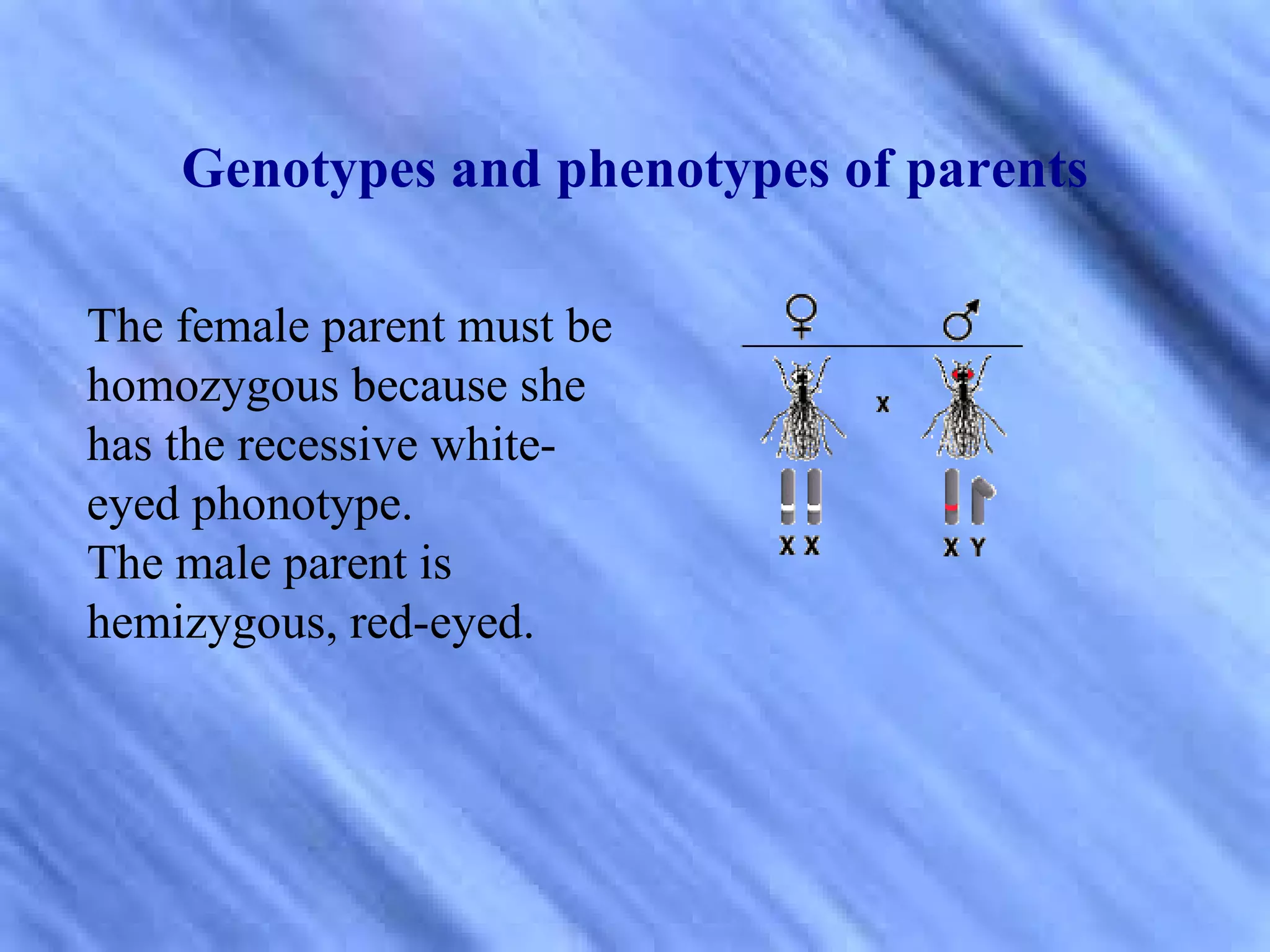 Genotypes and phenotypes of parents

The female parent must be
homozygous because she
has the recessive white-
eyed phonotype.
The male parent is
hemizygous, red-eyed.
 