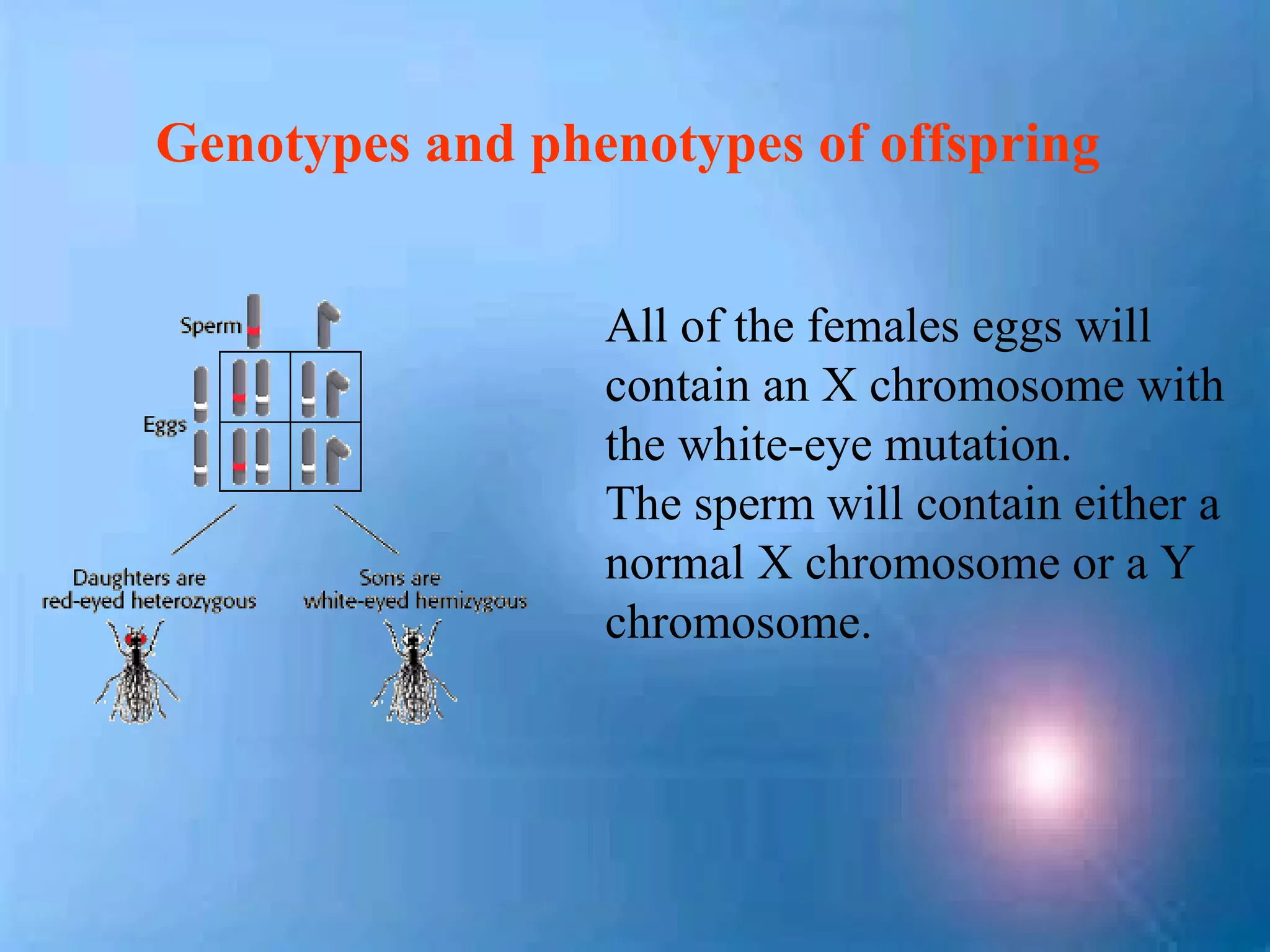 Genotypes and phenotypes of offspring


                 All of the females eggs will
                 contain an X chromosome with
                 the white-eye mutation.
                 The sperm will contain either a
                 normal X chromosome or a Y
                 chromosome.
 