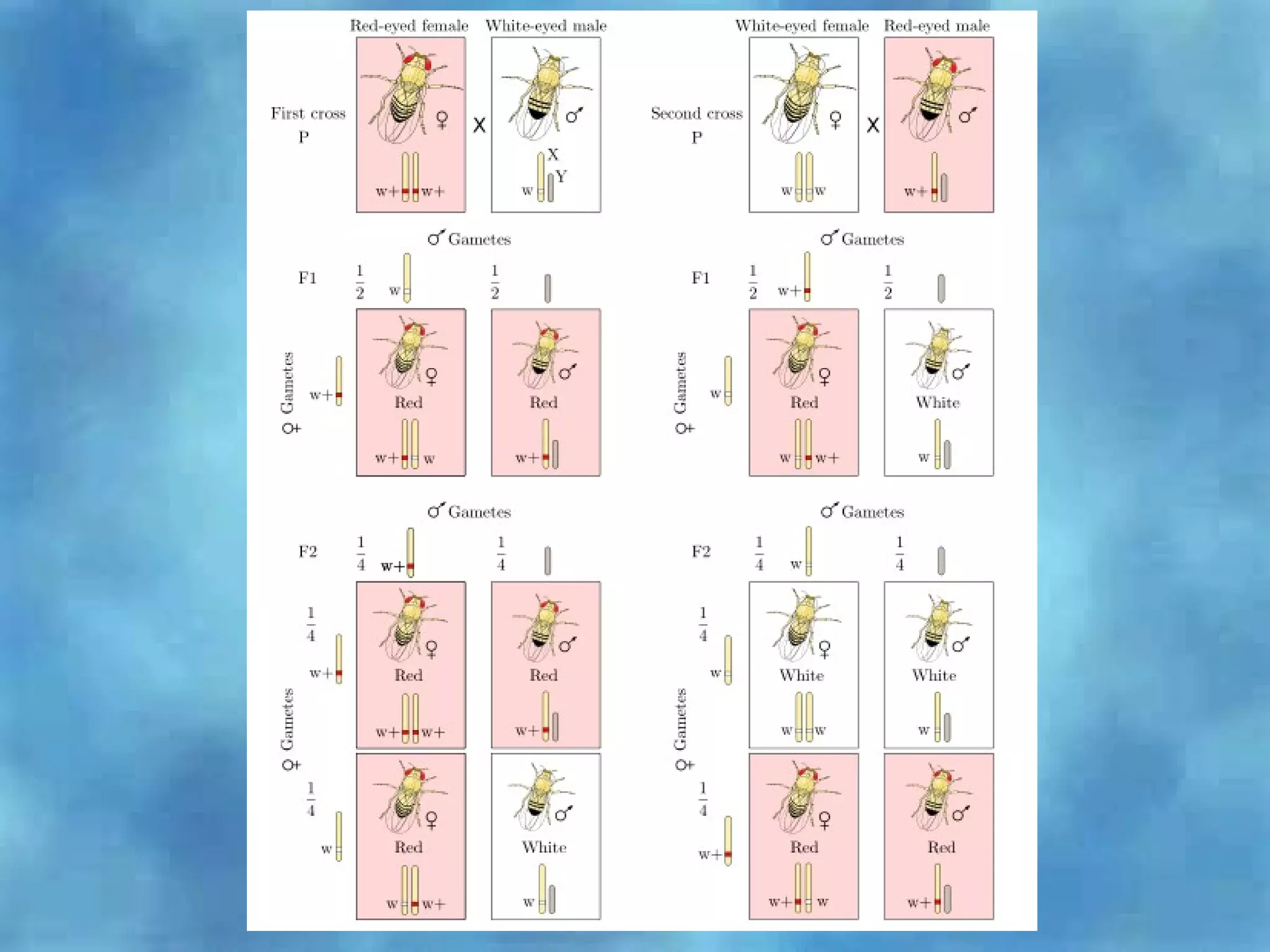 Sex-linked inheritance by Puzon and Tope